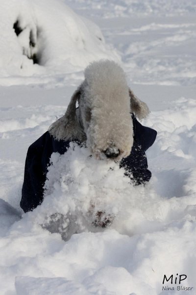 2010-12-25 Airis Blue Volshebny Svet (5).jpg